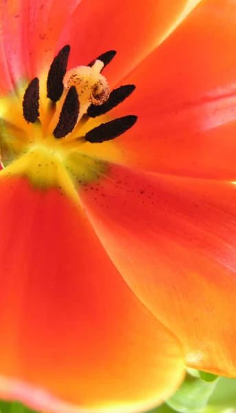 Flora Primaverile Botanica Della Natura — Foto Stock