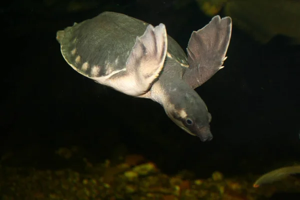 Tropik Kaplumbağa Hayvanı Sürüngen — Stok fotoğraf