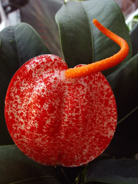 Anthurium Také Anthurium Rostlina Arum Plameňák Květina Skleník Nebo Pokojová — Stock fotografie