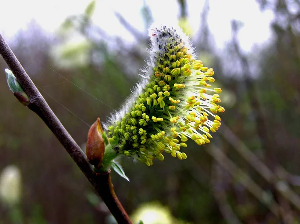 Bellissimi Fiori Sfondo Concetto Floreale — Foto Stock