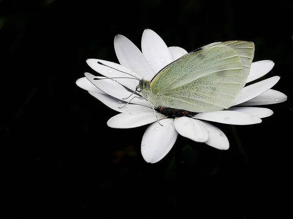 Vue Rapprochée Beau Papillon Coloré — Photo