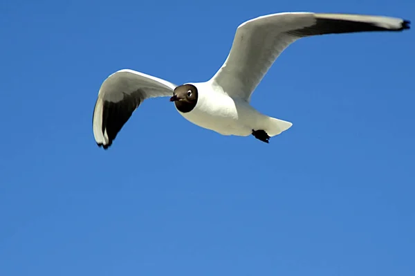 Vista Panoramica Bellissimo Uccello Natura — Foto Stock