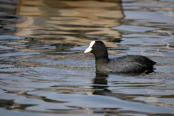 Vue Panoramique Bel Oiseau Nature — Photo