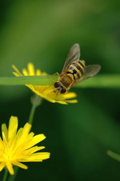 Nahaufnahme Von Insekten Der Natur — Stockfoto