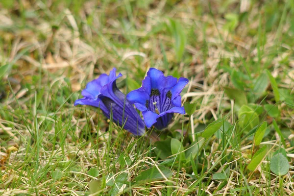 Gentian Flowers Meadow Field — Stock Photo, Image