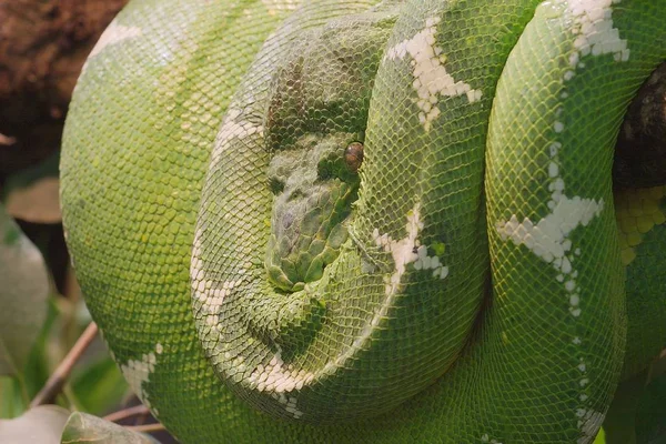 Serpiente Animales Salvajes Depredadores —  Fotos de Stock