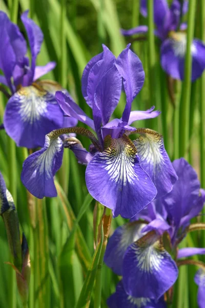 Irises Fleurs Plante Flore — Photo