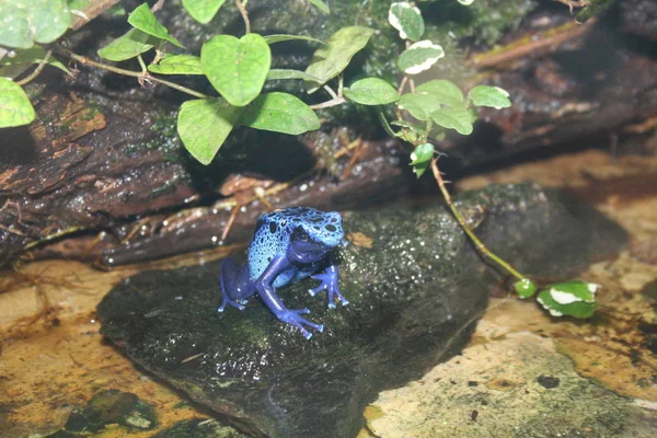 一只蓝色青蛙 由佳能350天制成 晶状体佳能Ef 1855 滤过圆锥状的刑警 — 图库照片
