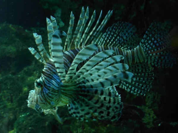 Scenic View Underwater World — Stock Photo, Image