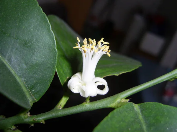 Mooi Botanisch Schot Natuurlijk Behang — Stockfoto