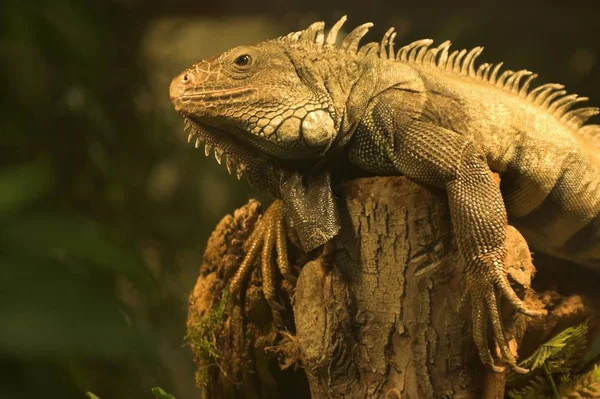 Kertenkele Iguana Yırtıcı Hayvan — Stok fotoğraf