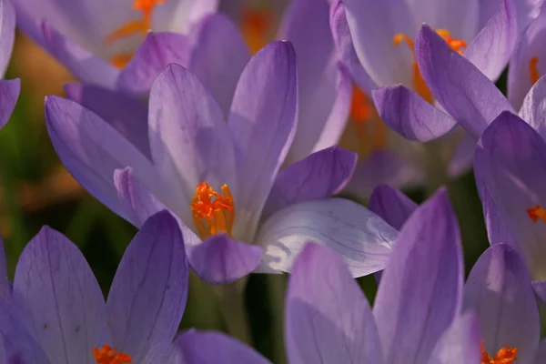 Azafrán Flores Primavera Pétalos —  Fotos de Stock