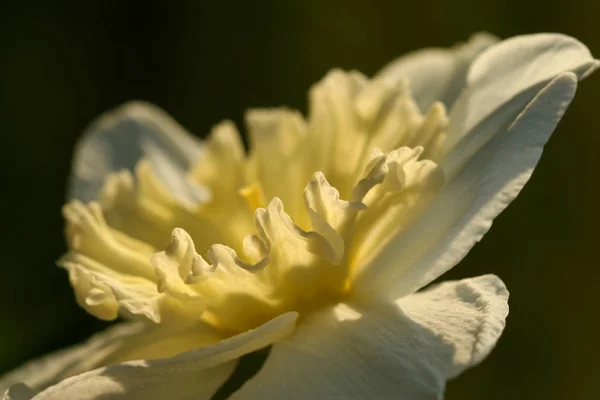 Jonquille Narcisse Fleurs Pétales — Photo