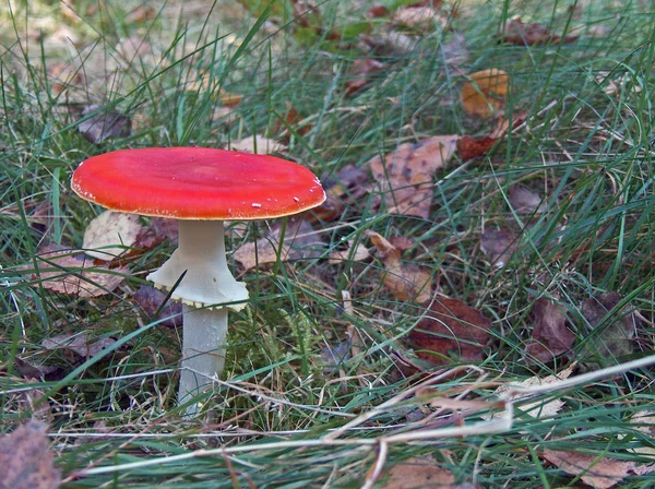 Tolo Vermelho Pertence Grupo Fungos Venenosos — Fotografia de Stock