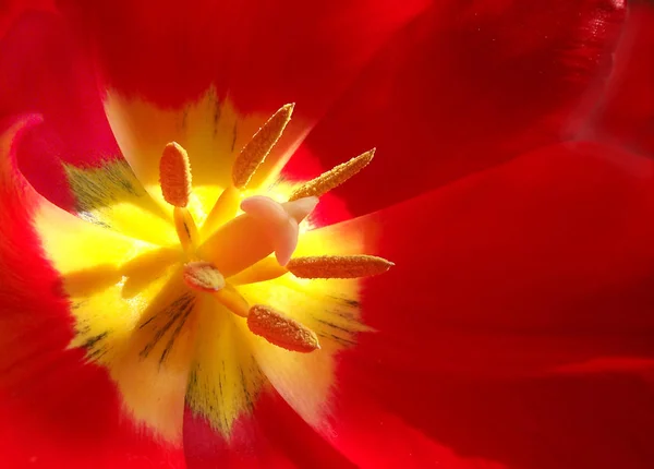 Nahaufnahme Von Roten Tulpenblüten — Stockfoto