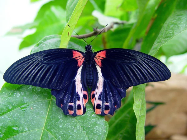 Närbild Insekter Vild Natur — Stockfoto