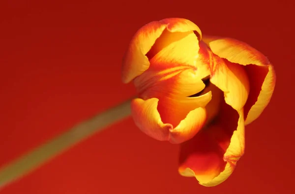 Beautiful Spring Tulips Flowers Flora — Stock Photo, Image