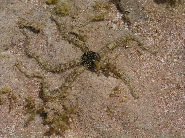 海の動物や海のヒトデ — ストック写真