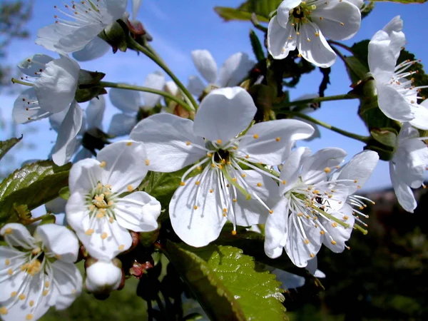 Frühlingsflora Kirschblüte Blumen Blühen — Stockfoto