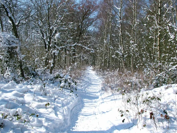 Des Chemins Forestiers Étroits Dans Sapin Nature Sauvage Paix Solitude — Photo