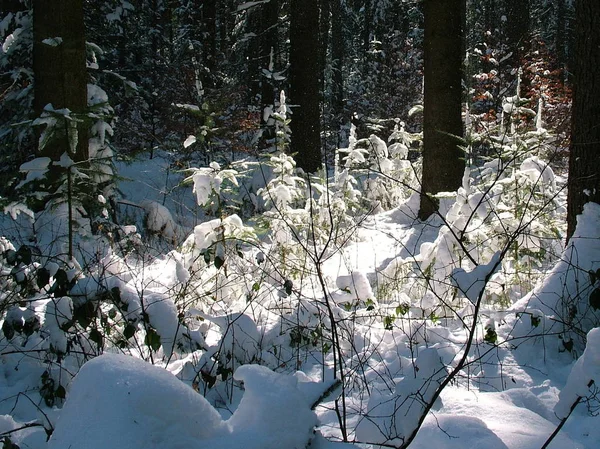 Middle Forest Stands Small Fir Group Uses Crown Gap Allows — Stock Photo, Image