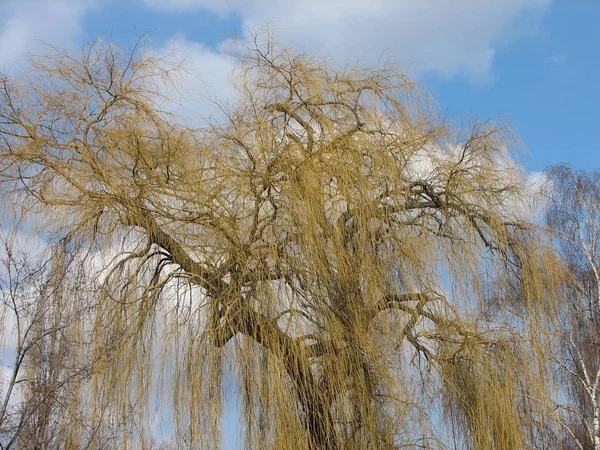 Prachtig Uitzicht Natuur — Stockfoto