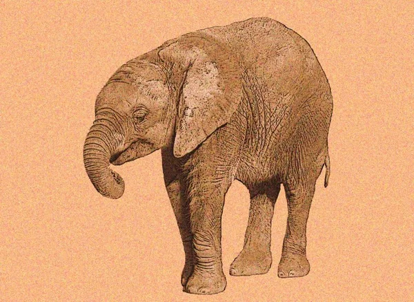 Elefante Fauna Selvatica Mammiferi — Foto Stock