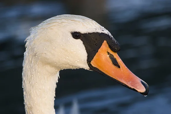 Vacker Utsikt Över Majestätisk Svan Naturen — Stockfoto