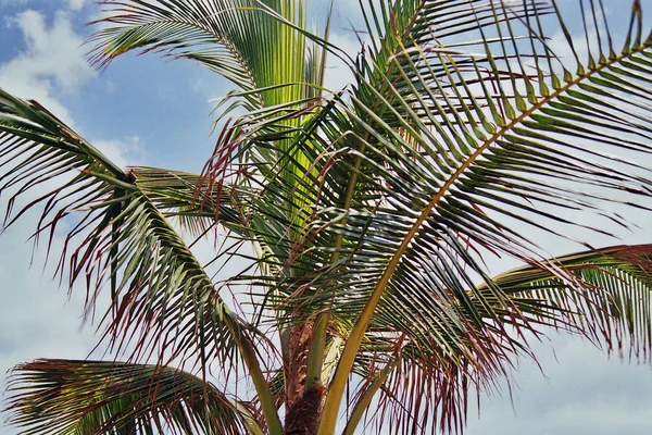 棕榈树背景 复制空间 — 图库照片