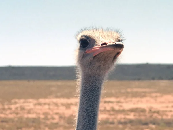 Strauß Tier Vogel Tierwelt — Stockfoto