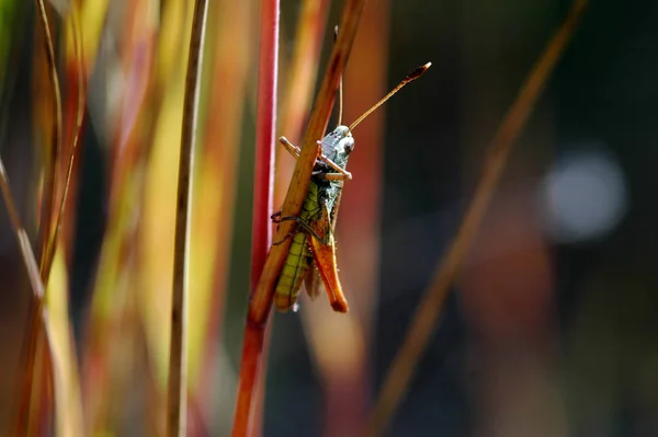 Close Macro View Van Sprinkhaan Insect — Stockfoto