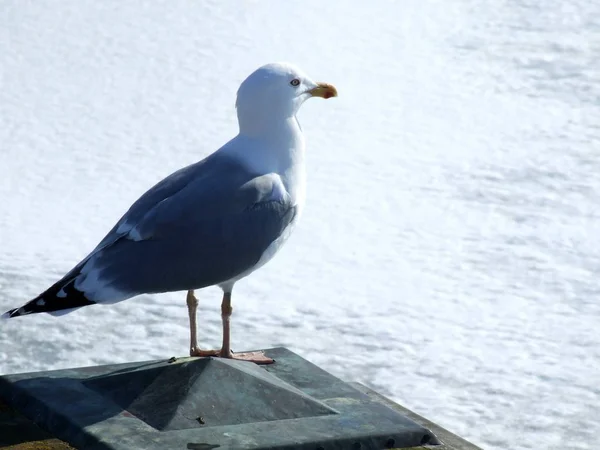 Vue Panoramique Magnifique Oiseau Mouette Mignon — Photo