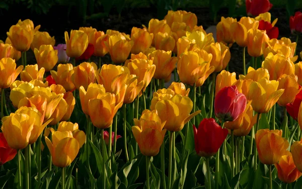 Belle Vue Sur Les Fleurs Tulipes Naturelles — Photo