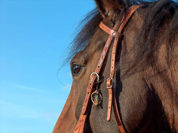 Retrato Cavalo — Fotografia de Stock