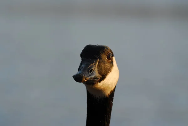 Scenic View Goose Bird Nature — Stock Photo, Image