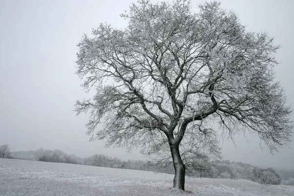 寂寞的山毛榉在雪地里 — 图库照片