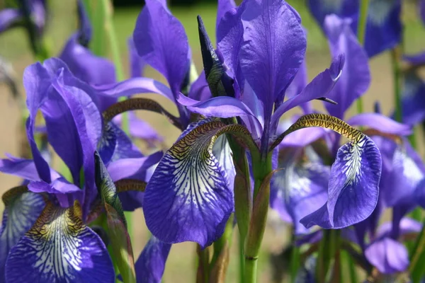 Iris Blumen Pflanze Flora — Stockfoto