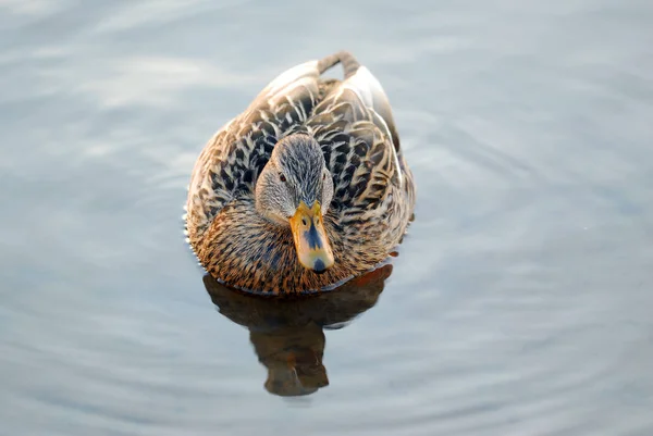 鳥や野性の概念を — ストック写真