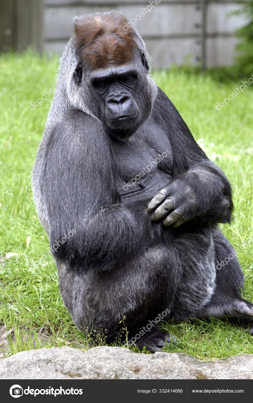 Primata Macaco Gorila Macaco — Foto © PantherMediaSeller #332414686, image size:1067x1700