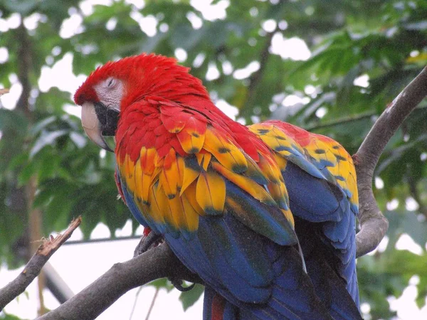 Мальовничий Вид Красивий Папуга Природі — стокове фото