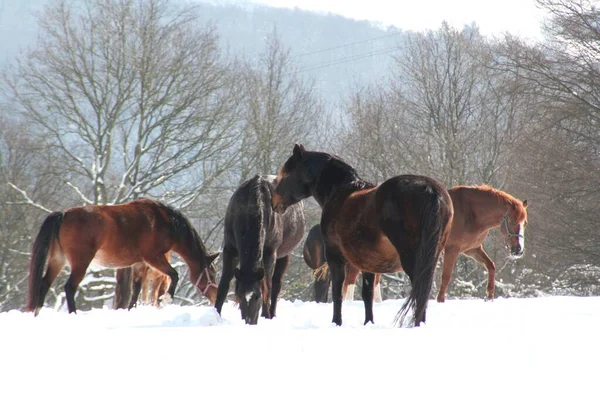 Paarden Overdag Buiten — Stockfoto