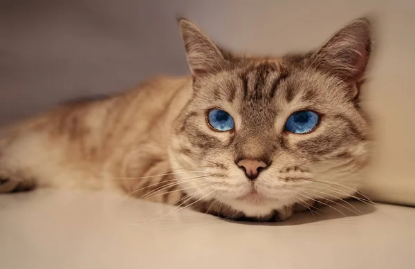 Retrato Gato Bonito — Fotografia de Stock