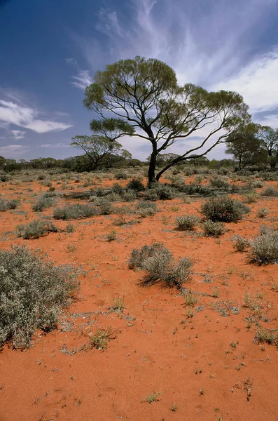 Australia Oficialmente Mancomunidad Australia País Soberano Que Comprende Continente Del — Foto de Stock