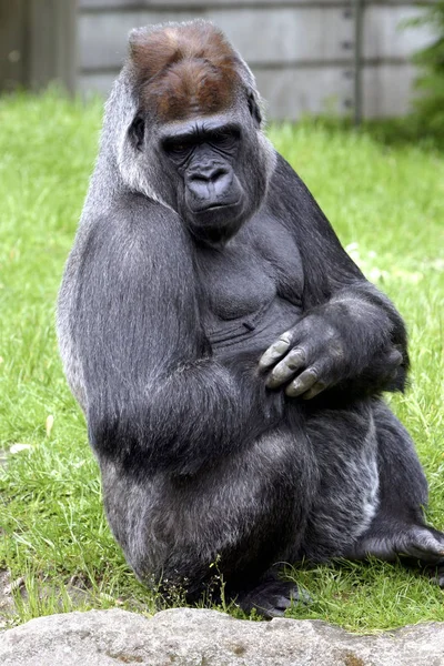 Primat Gorilla Affe Affe — Stockfoto