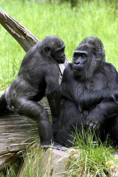 Jungtiere Selektiver Fokus — Stockfoto