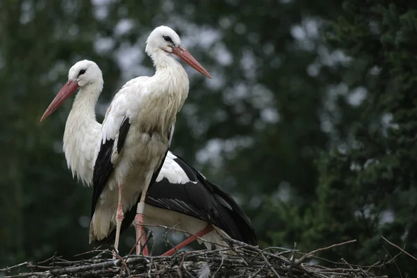 Aussichtsreiche Aussicht Auf Schöne Vögel Der Natur — Stockfoto