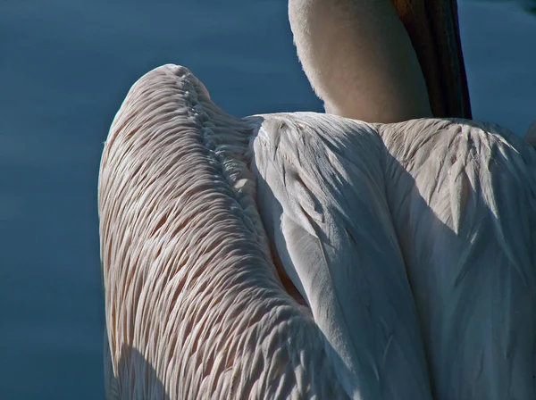 Живописный Вид Красивых Пеликанов Природе — стоковое фото