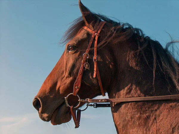 野生の自然でかわいい馬 — ストック写真