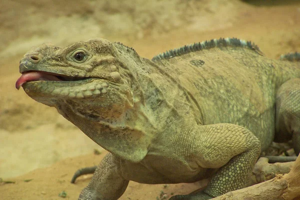 Lucertola Iguana Predatore Animale — Foto Stock