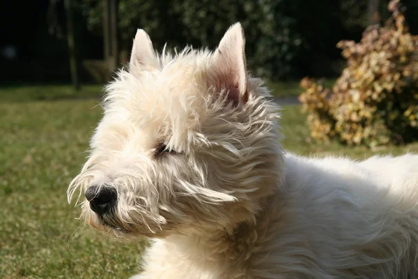 Retrato Cão Bonito — Fotografia de Stock